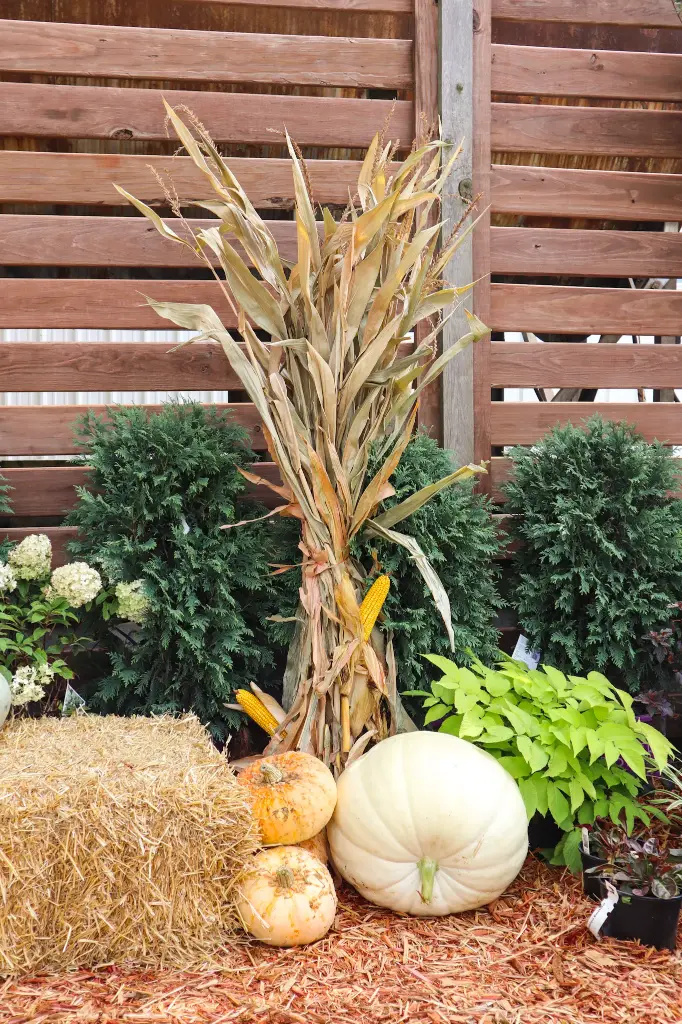 Corn Stalks Bundle 72"