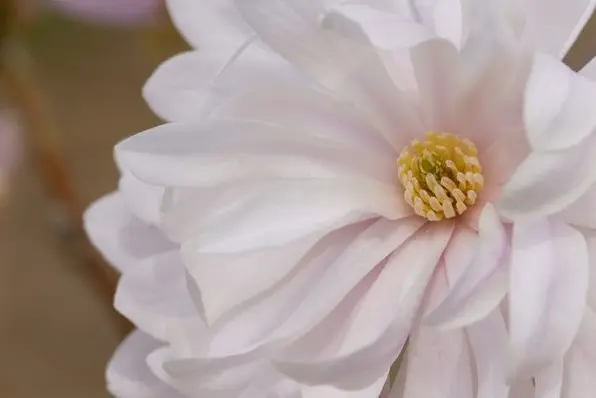 Magnolia Centennial Blush