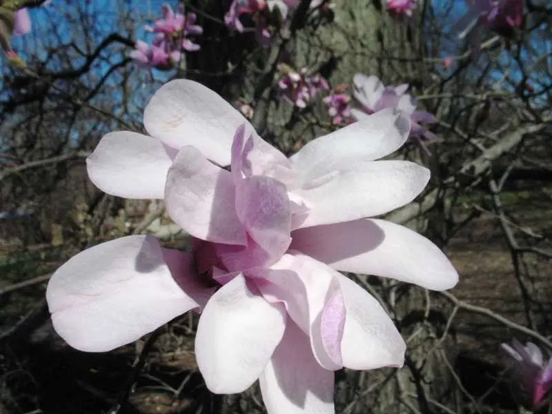 Magnolia Leonard Messel