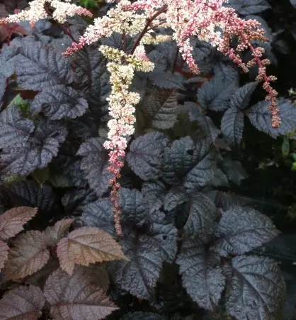 Astilbe Chocolate Shogun