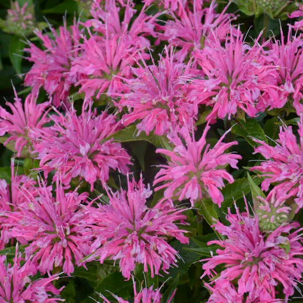 Bee Balm Pardon My Pink