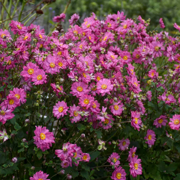 Anemone Fall in Love Sweetly