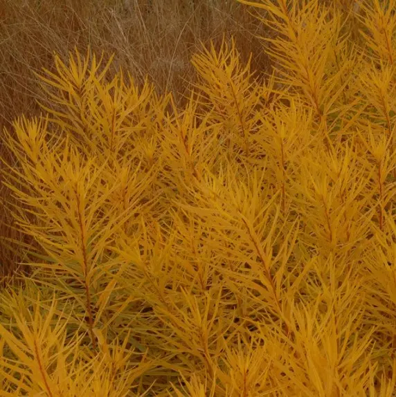 Blue Star Butterscotch