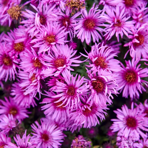 Aster Pink Crush