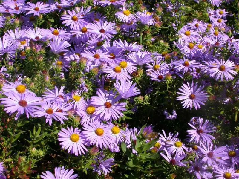 Aster Aromatic - Native