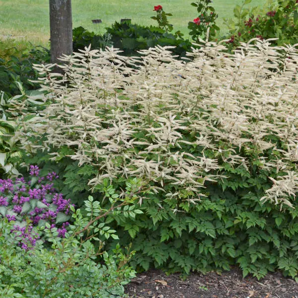 Aruncus Misty Lace
