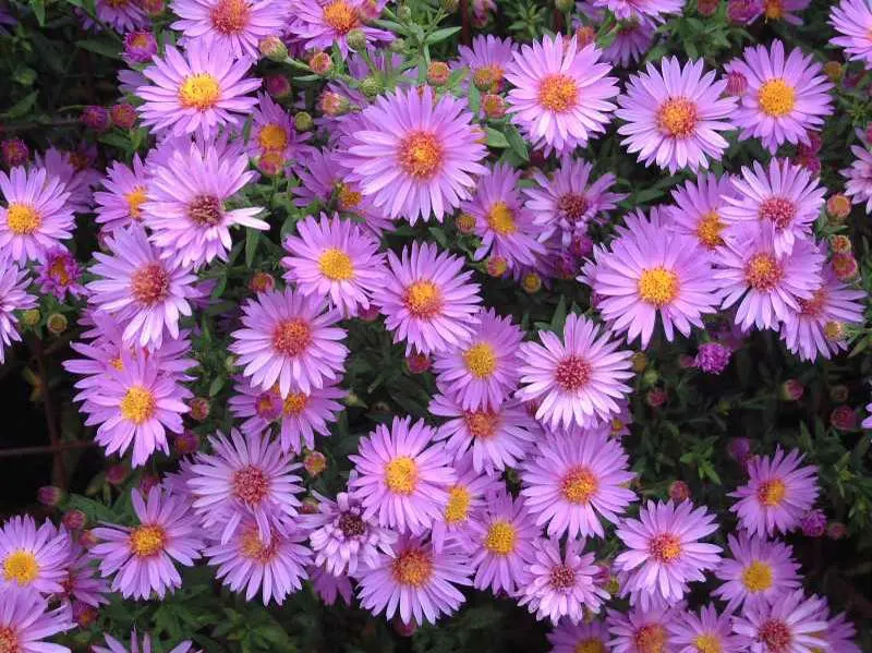 Aster Wood's Purple