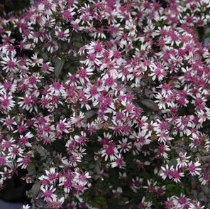 Aster Lady in Black - Native
