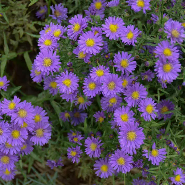 Aster Kickin Lilac Blue