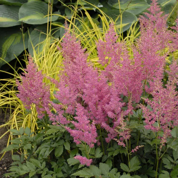 Astilbe Rheinland