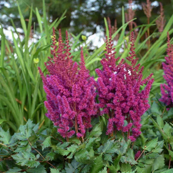 Astilbe Vision in Red