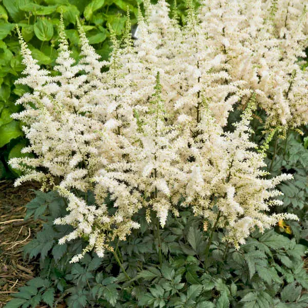 Astilbe Vision in White