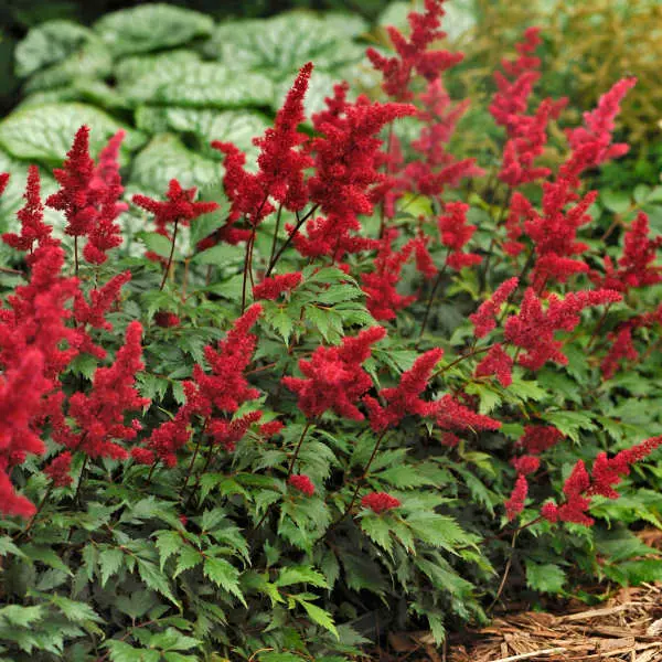 Astilbe Fanal