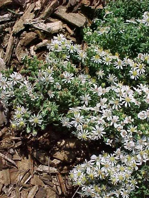 Aster Snow Flurry - Native