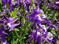 Columbine Winky Blue & White