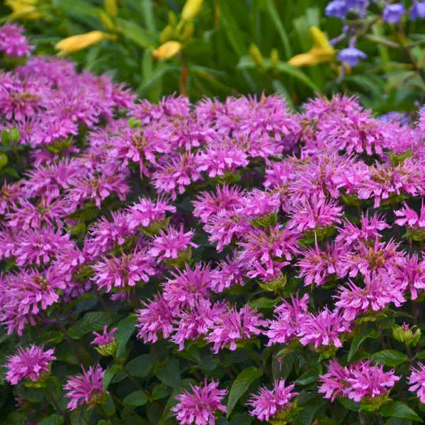 Bee Balm Lilac Lollipop