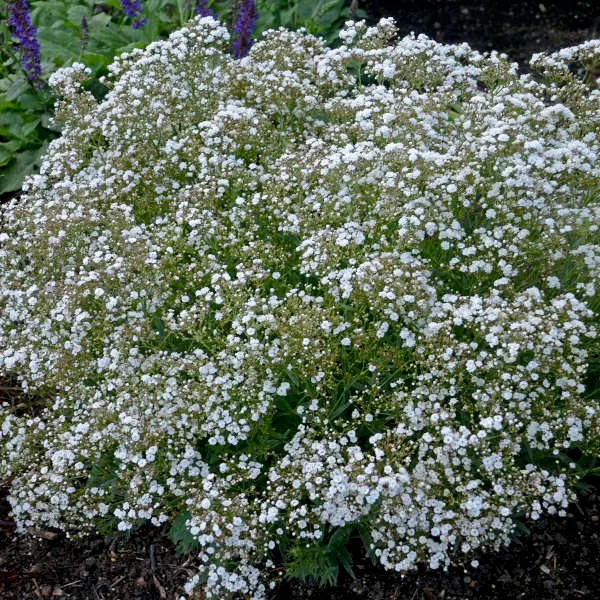 Baby's Breath Festival Star