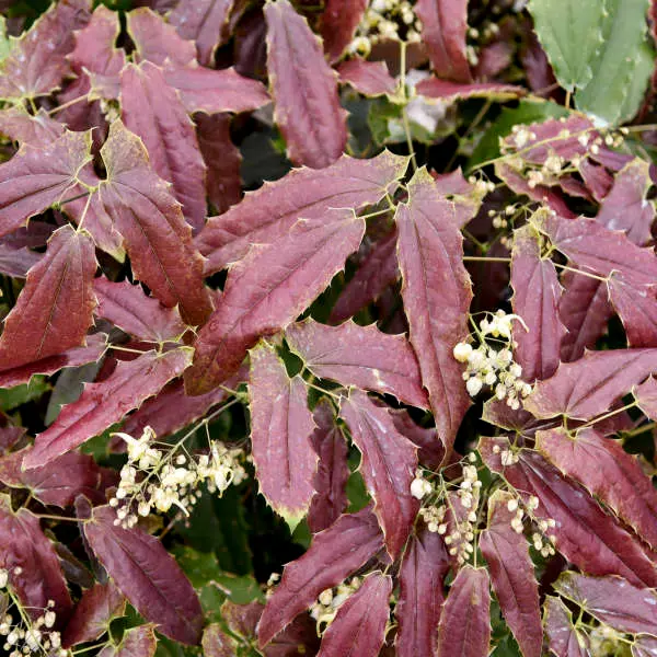 Barrenwort Sandy Claws