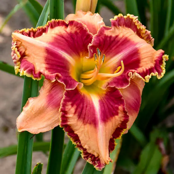 Daylily Lake of Fire
