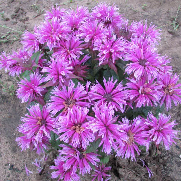 Bee Balm Leading Lady Orchid