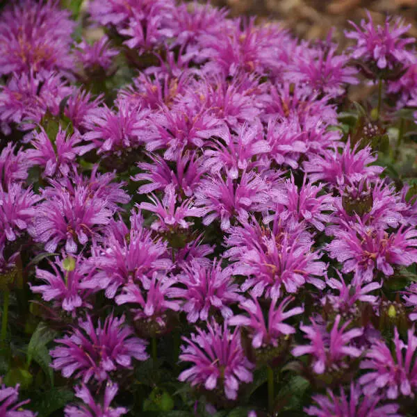 Bee Balm Leading Lady Amethyst