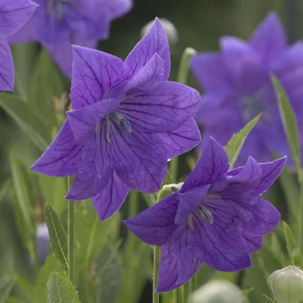 Balloon Flower Double Blue