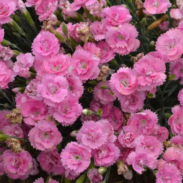 Dianthus Sweetie Pie
