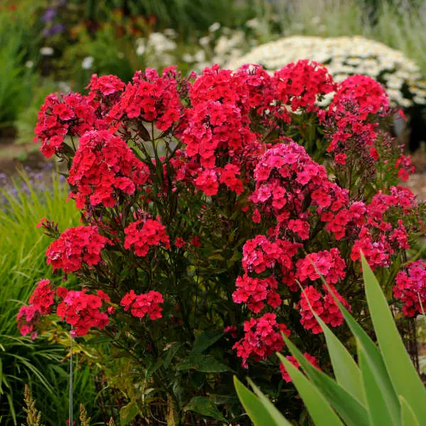 Phlox Garden Red Riding Hood