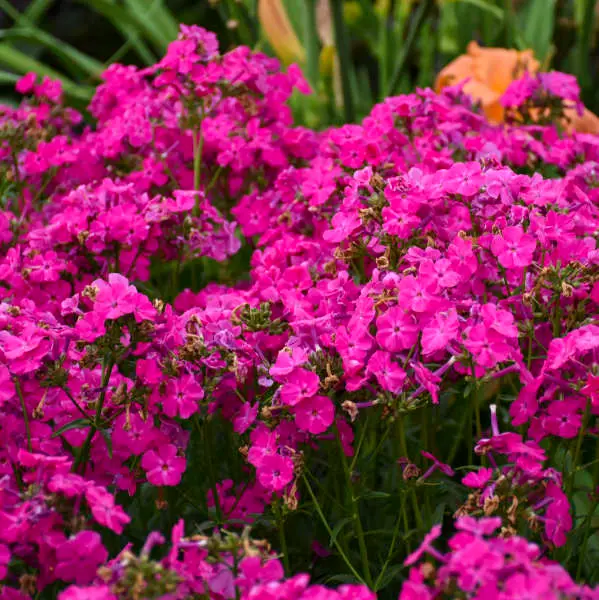 Phlox Garden Kung Fuchsia