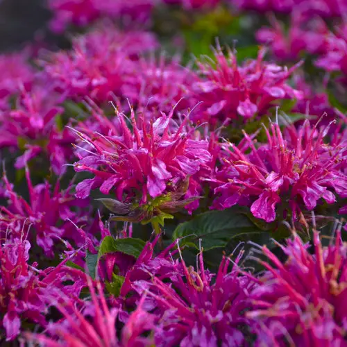 Bee Balm Pardon My Purple