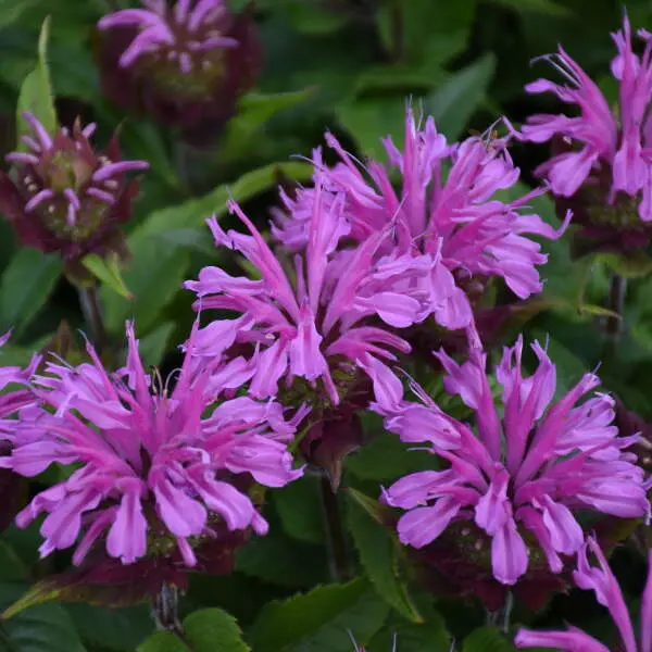 Bee Balm Pardon My Lavender II