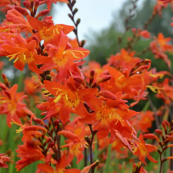 Croscosmia Prince of Orange