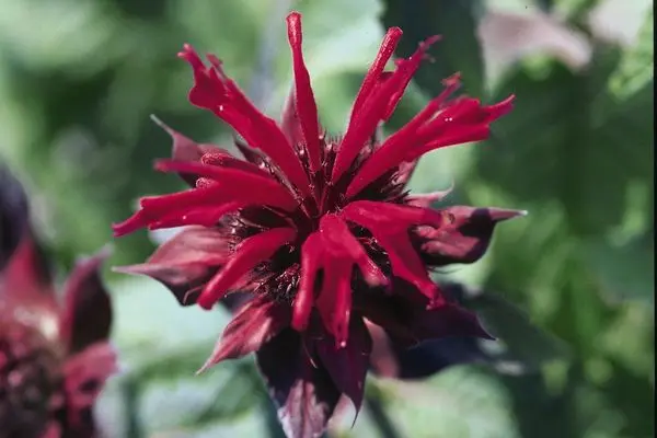 Bee Balm Raspberry Wine
