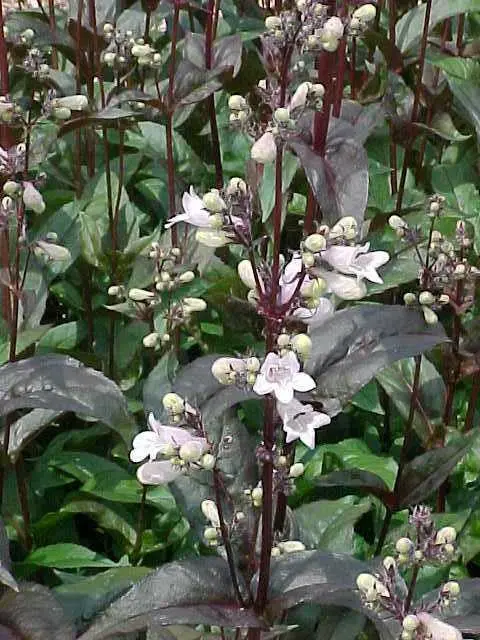 Beardtongue Husker Red