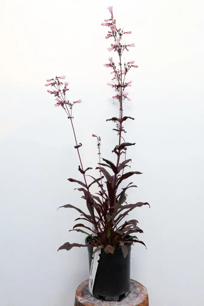 Beardtongue Dark Towers