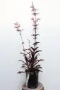 Beardtongue Dark Towers