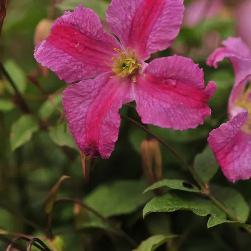 Clematis Pink Mink
