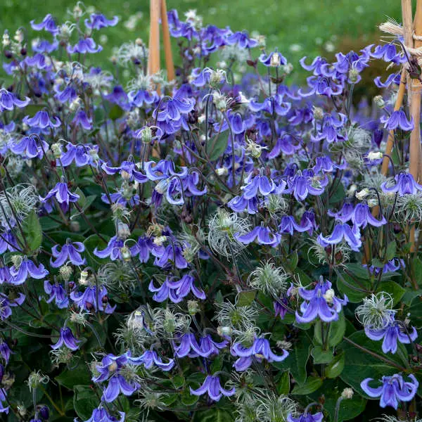 Clematis Stand by Me