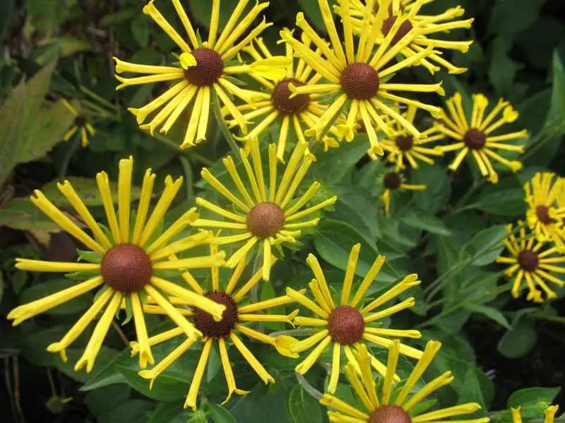 Black-Eyed Susan Henry Eilers
