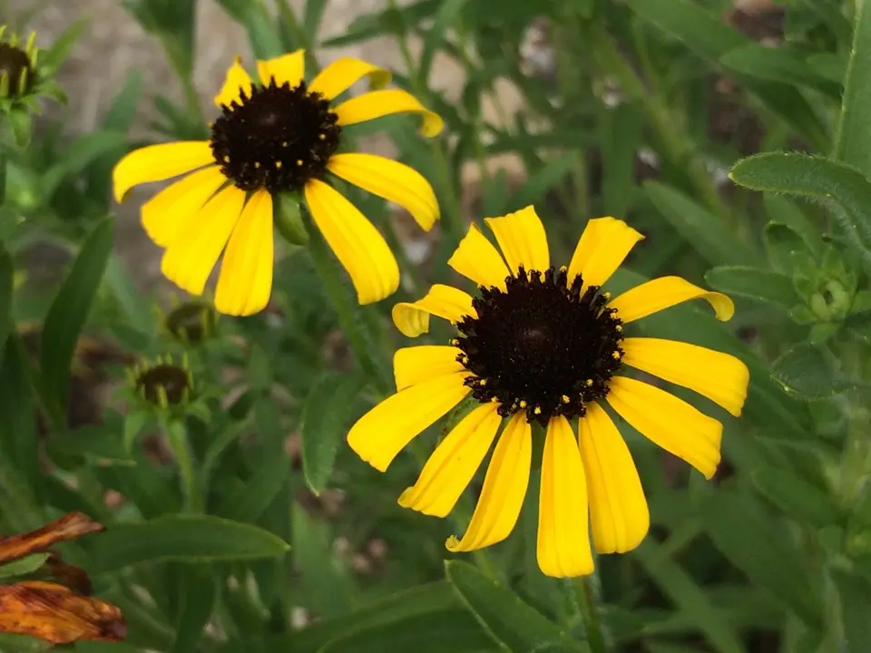 Coneflower Large - Native