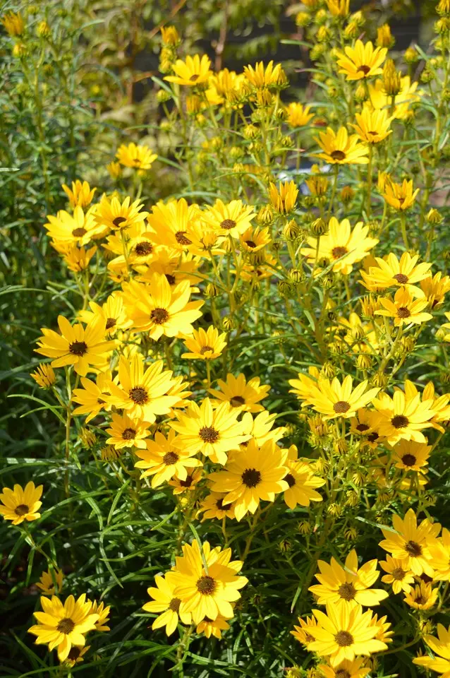 Black-Eyed Susan Autumn Sun