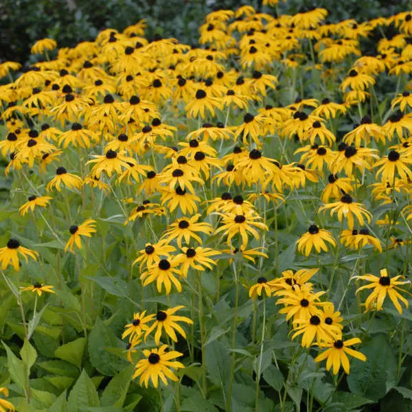 Black-Eyed Susan Goldsturm
