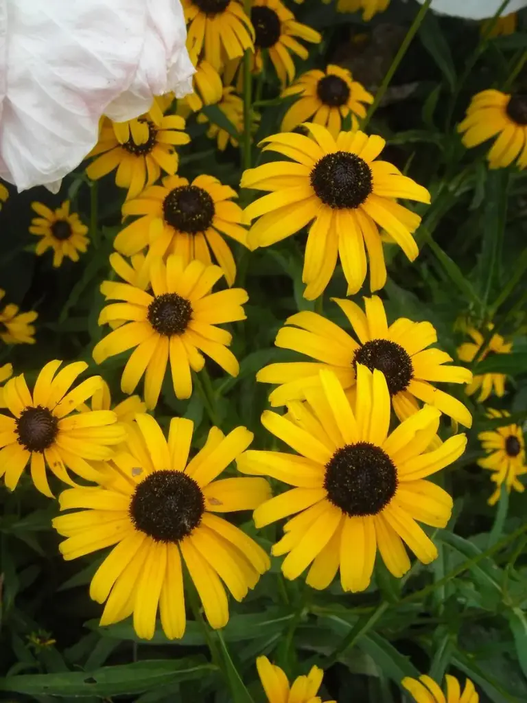 Black-Eyed Susan Viettes Little