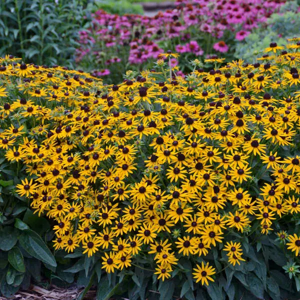 Black-Eyed Susan Little Goldstar