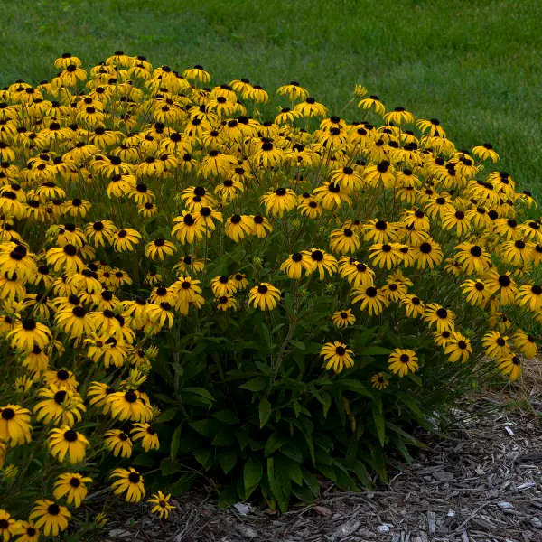 Black-Eyed Susan American Gold Rush