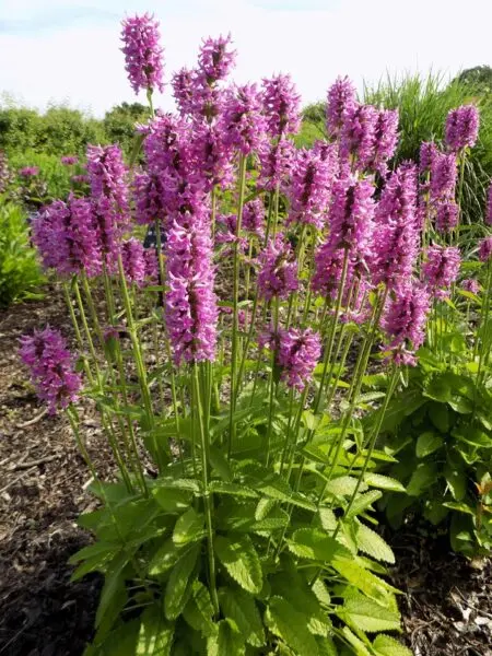 Betony Summer Romance