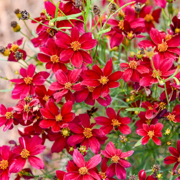 Coreopsis Scarlet Ribbons