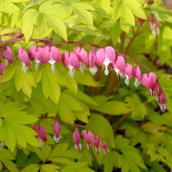 Bleeding Heart Gold Heart