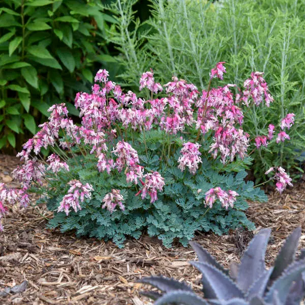 Bleeding Heart Pink Diamonds