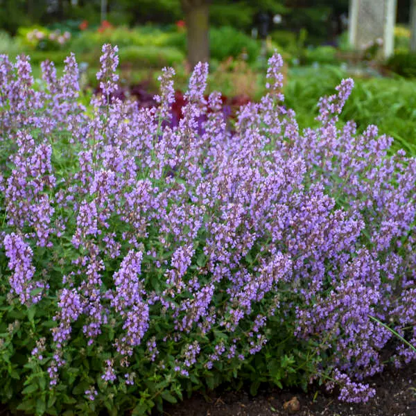 Catmint Cat's Meow